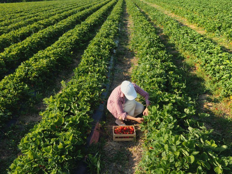 The strawberry chain